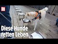 Hunde erschnüffeln Lungenkrebs in nur fünf Minuten