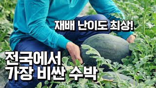 전국에서 가장 비싼 수박은 어떻게 키울까?