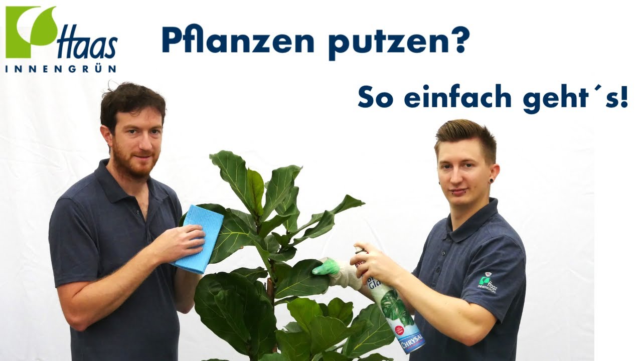 Pflanzen und Blumen putzen - Blattpflege - so gehts egal ob Ficus oder  Orchidee