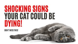 Shocking Signs Your Cat Could Be Dying! 😿 Don't Miss This! | Unveiling 6 Red Flags of Cat Aging! by All For Love 587 views 7 months ago 2 minutes, 15 seconds