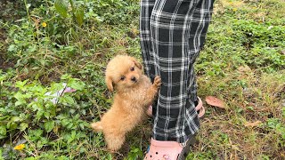 Download Lagu The hungry puppy cried and clung to my leg because it wanted a home MP3 Download Lagu The hungry puppy cried and clung to my leg because it wanted a home MP3