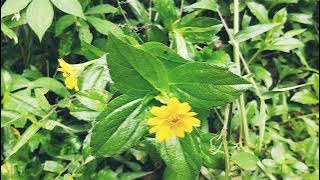 Sinematik bunga kena angin