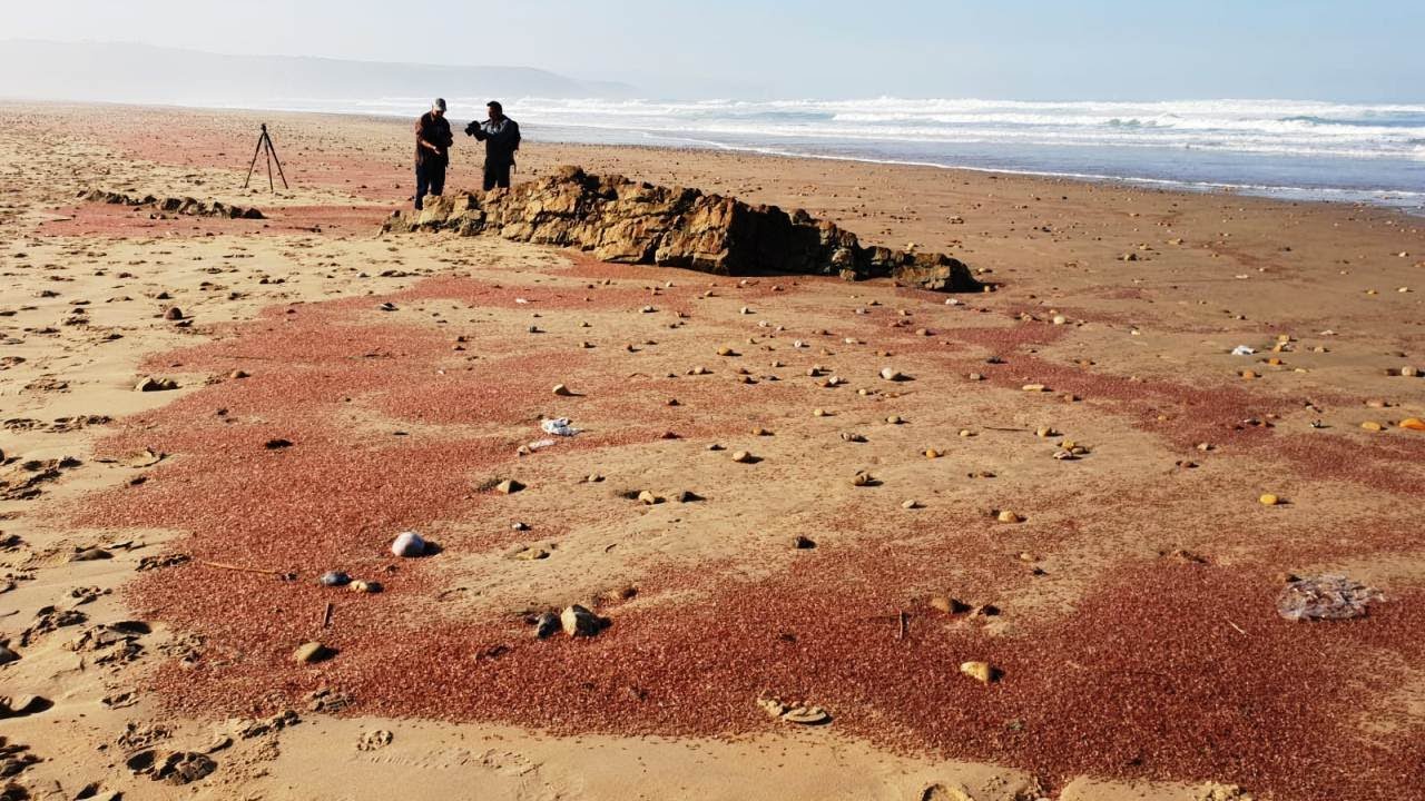 El enigma de los millones de crustáceos muertos en playas del Paisaje Protegido del Cabo Peñes