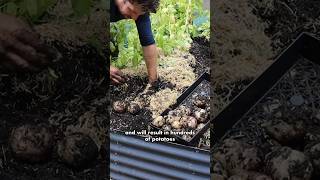 Use these 5 Potato Planting Tips to get your biggest harvest ever this season!
