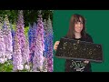 Starting Dusty Miller and Delphiniums from seeds - Cut Flowers
