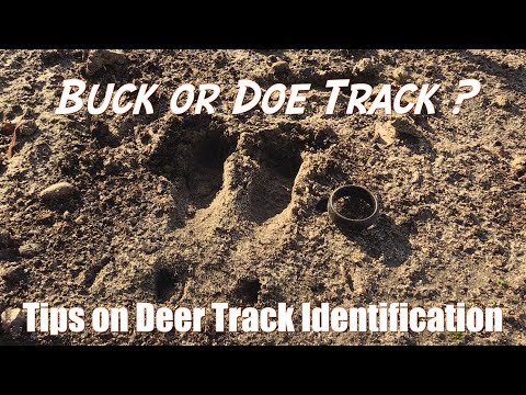 Come Tracks ID Deer
