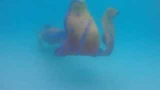 Mermaid Moana Underwater