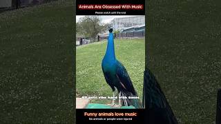 Every animal here loves jamming to music🎶 #music #animals #pets #rhythm #wildlife #animal