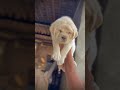 #labrador #doglove #dogshorts #doglove #trending #trendingshorts