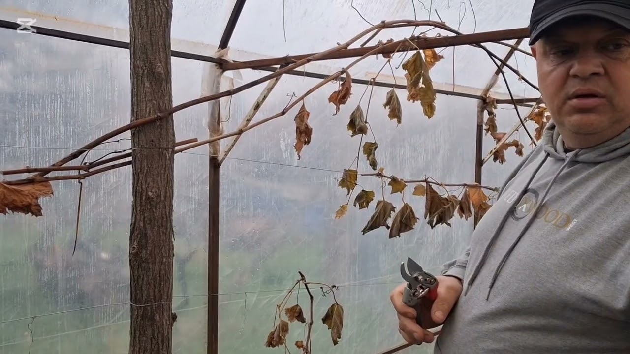 Zotyukert 82. - Szőlő-szaporítóanyag begyűjtése