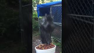 Emu Cody Loves Dry Dog Food