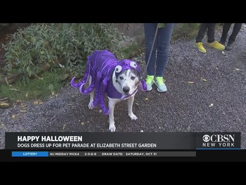 Video: Pet Scoop: New York Dogs Parade u kostimu, Tahoe turisti uzimaju opasne medvjeđe autoputeve