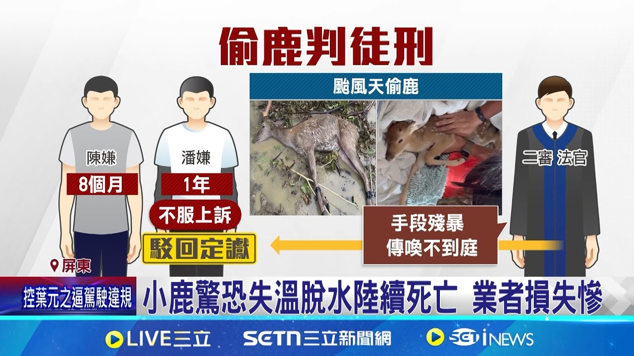 偷3鹿害脫水死亡! “手段兇殘”2嫌判刑定讞 小鹿驚恐失溫脫水陸續死亡 業者損失慘 │記者 朱怡蓉 朱俊傑│新聞一把抓20250319│三立新聞台
