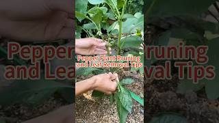 Peppers pruning and leaf removal #peppers #leaf #remove #ecofriendly #farming #tips