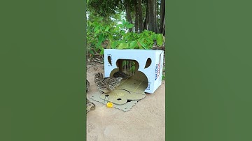 Amazing Quick Quail Trap Technique # Creative DIY Bird Trap #shorts