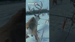 Оленеводы Иенгры/Reindeer herders of Iengra #якутия #россия #оленеводы #эвенки #культура #праздник