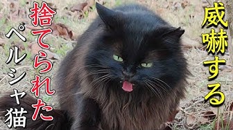 猫虐待 Youtube