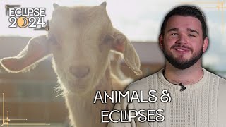 What Happens to Animals During an Eclipse? | Eclipse 2024