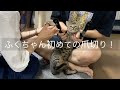 ふくちゃんの爪切りが大変すぎた・・・