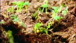 A Family Farm Nourished with Phosphate - Florida Phosphate - On TV
