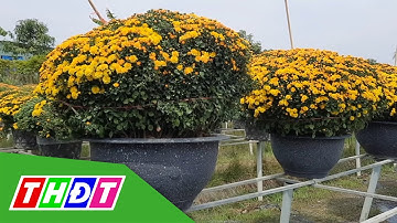 Cúc mâm xôi kích thước khủng hút hàng | THDT