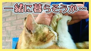 【野良猫から家猫へ…波乱万丈の猫生】特に動物好きでもなかった私が公園で暮らす猫と出逢い、家猫になるまでの全記録　トラとシロを保護して二年