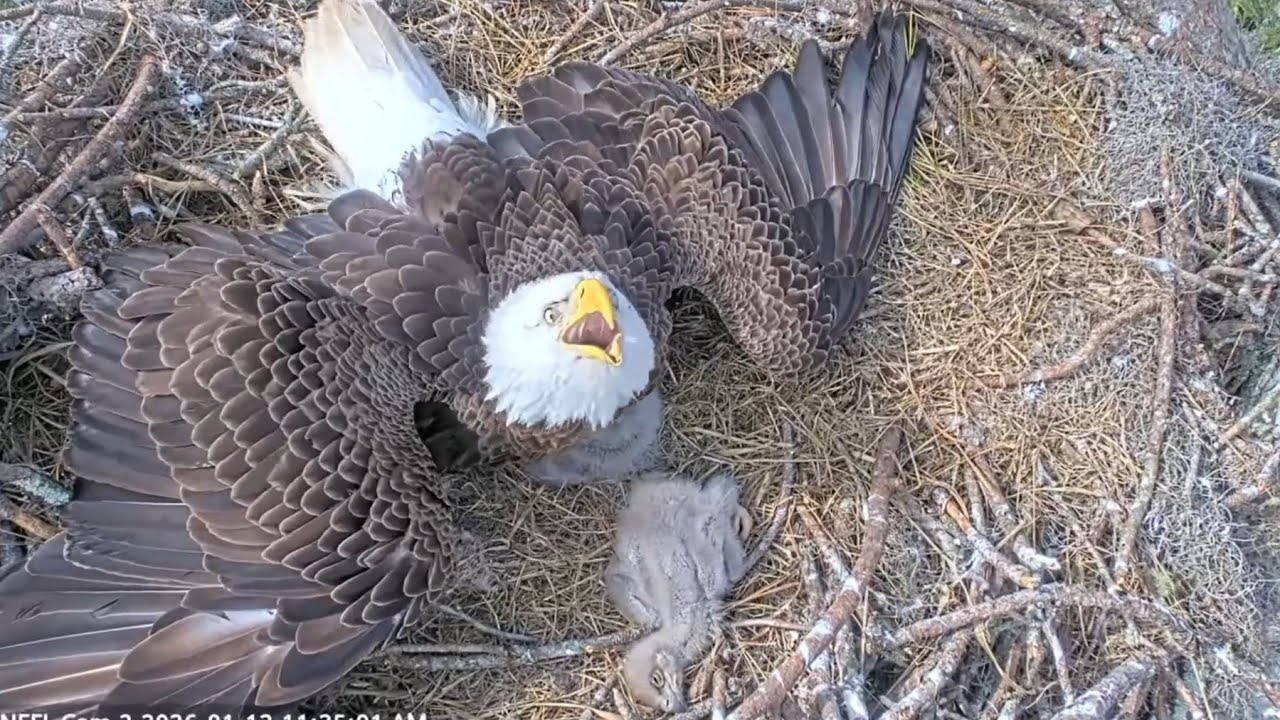 Intruder alert and Mom ready to protect her chicks | NEFL Bald Eagle | Jan 13, 2026