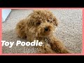 Toy Poodle Full Grown - 1 year update