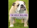 The Great Bulldog - GB CH Sealaville Rebel - England - Fantastic