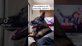 When You Adopt A Police Dog | Police Dogs Videos | Funny Dog Reaction