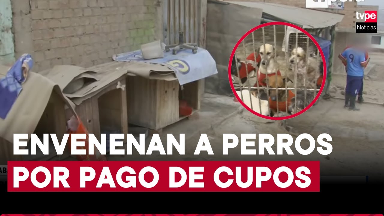 Carabayllo: extorsionan a dueña de albergue y perros son envenenados