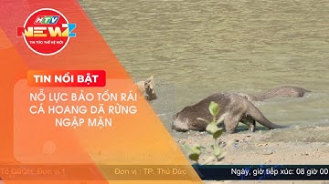NỖ LỰC BẢO TỒN RÁI CÁ HOANG DÃ RỪNG NGẬP MẶN