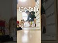 【柴犬こむぎ】独自の統計学を披露する朝　【あるじのステップ】