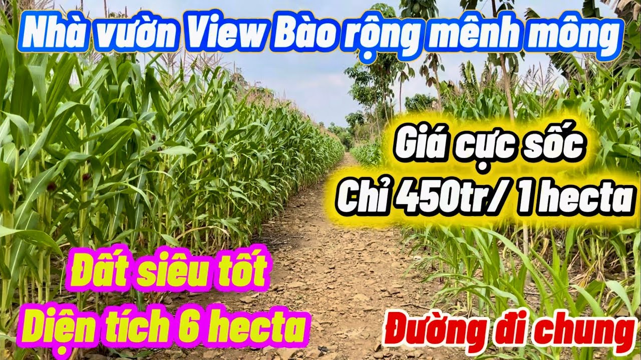 450 triệu/1 hecta. Sổ hồ chính quy. Tổng: 6 hec, View bào nước. Đất siêu tốt. Sổ hồng cầm tay