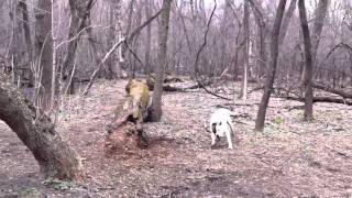 American Bulldog (Old Southern White)