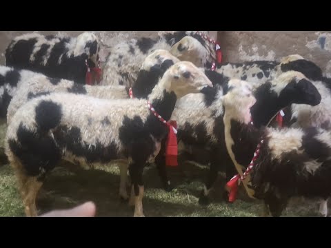 أجمل سلالات الغنم البرديسي الحر مشروع الدهب ابدا مشروعك صح ت٠١١١١٢١١٦٥٧