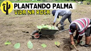 [VIDA NA ROÇA] Agricultor: Naldo Vida no Cariri, Planta Palma e fala sobre desta Atividade Rural 🌵