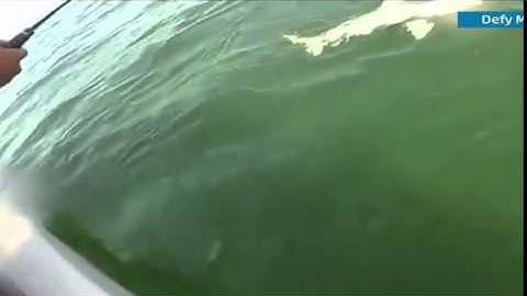 Watch Goliath Grouper Snatch Shark In Single Bite