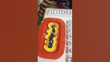 model of mitochondria