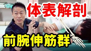 【体表解剖】長短橈側手根伸筋・指伸筋・尺側手根伸筋・肘筋　【吉野マッスルセラピストスクール（筋膜・トリガーポイント勉強会）】