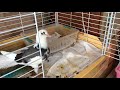 いなか動物園 伝書鳩 いまだに自力でエサを食べるのが下手くそ