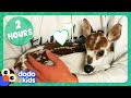 2 hours of animals being ridiculously cute  dodo kids  animals for kids