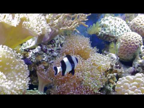 Видеоролик: Литовский морской музей