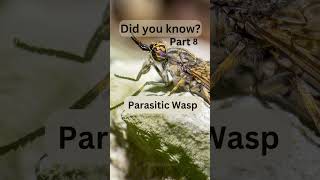 Did you know Animals and their super Powers #8 #ParasiticWasp
