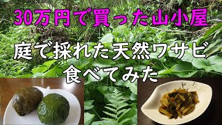 庭に自生する【天然わさび】を食べてみました。　30万円で買った山小屋（別荘）です。