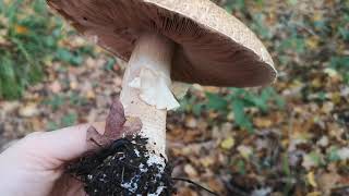 Identifying edible mushrooms : Agaricus augustus - The Prince.