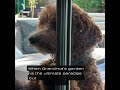 #meme,  Cutest Puppy  #puppyshorts , #gardeninspiration