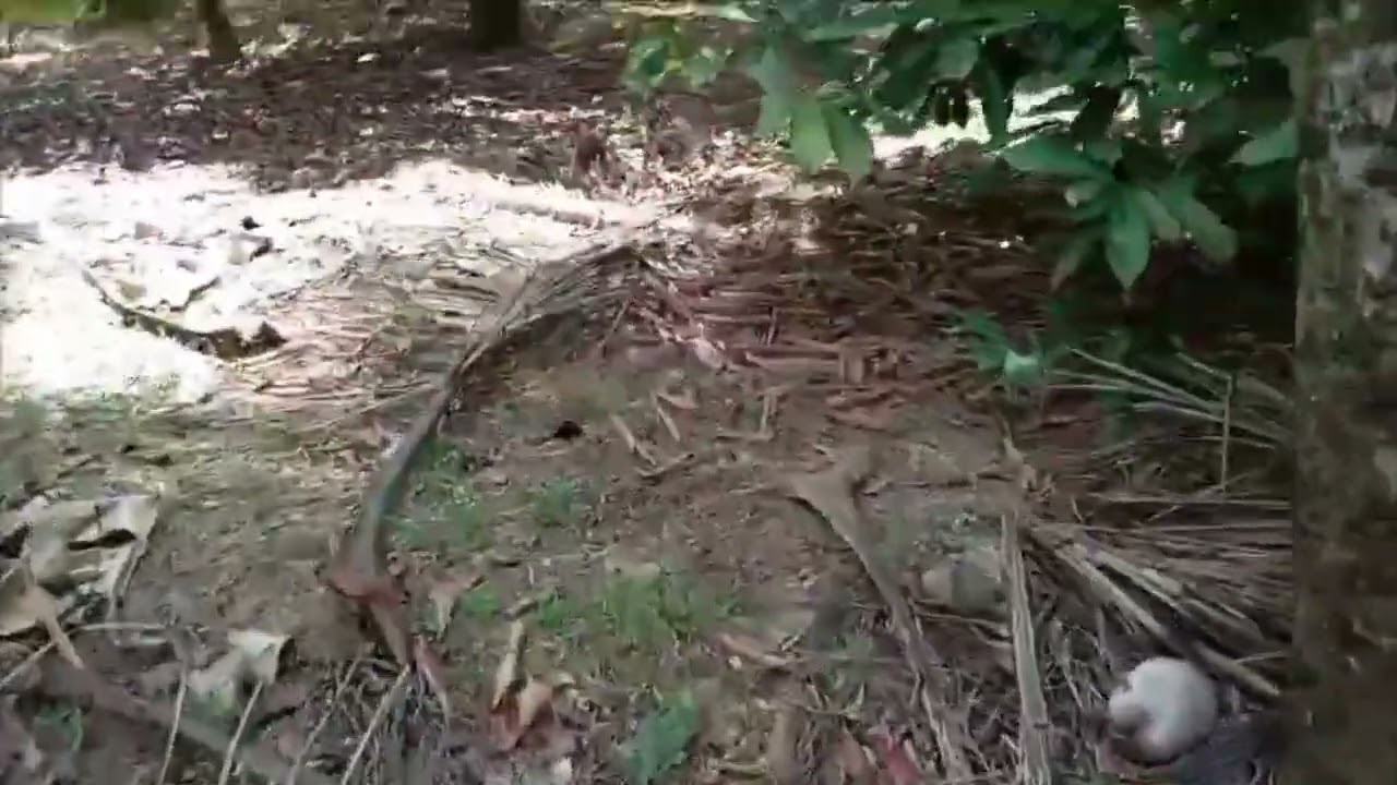 Chácara no  Nordeste, Nordestino, estradas do Nordeste, o homem das estradas, Gendilson