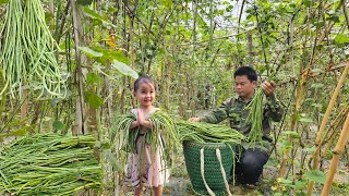 Harvesting Cowpeas goes to the market sell, Take care of pigs chickens and duck