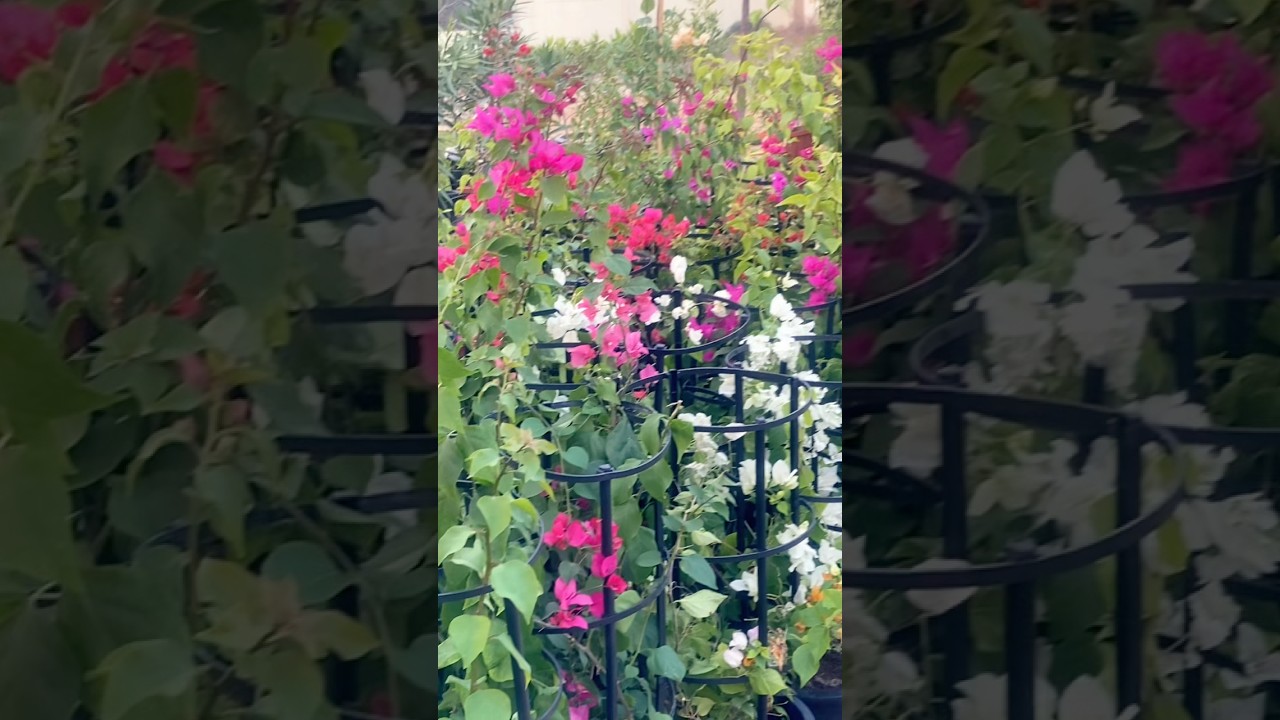 Natures Happy Face|Dubai